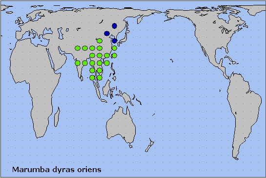 Global distribution of Marumba dyras dyras. Map: © NHMUK.
