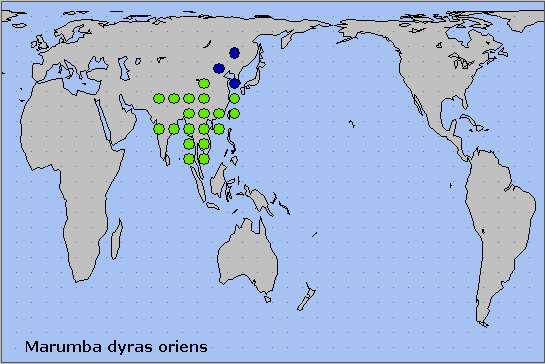 Global distribution of Marumba dyras oriens. Map: © NHMUK.