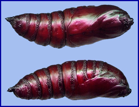 Pupa of Marumba dyras oriens. Photo: © Tony Pittaway.