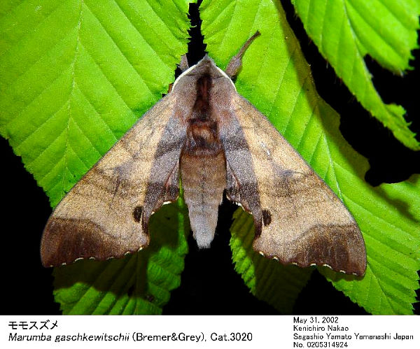 Resting Marumba echephron, Japan. Photo: © Kenichiro Nakao.