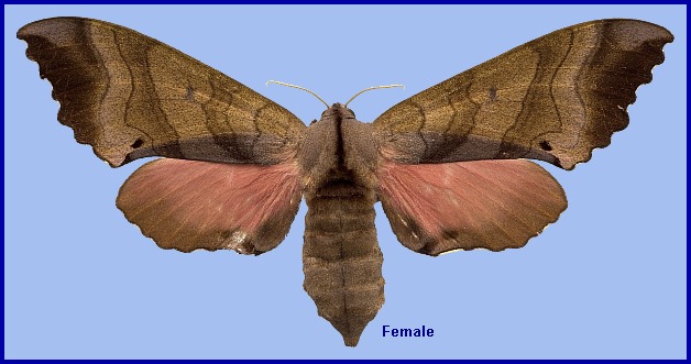 Female Marumba echephron. Photo: © NHMUK