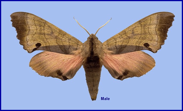 Male Marumba echephron. Photo: © NHMUK