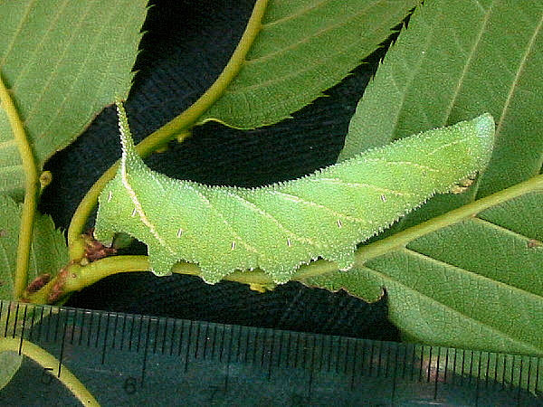 Full-grown green form larva of Marumba echephron, Japan. Photo: © Kenji Yamamoto.