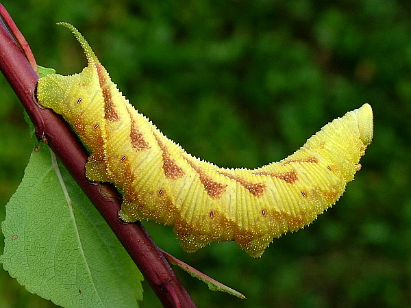 Full-grown yellow form larva of Marumba echephron, Tottori, Honshu, Japan. Photo: © Sune Hauch.