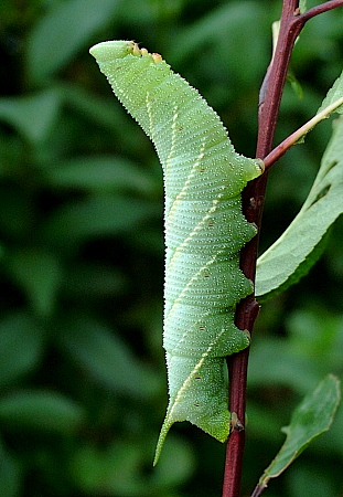 Full-grown green form larva of Marumba echephron, Tottori, Honshu, Japan. Photo: © Sune Hauch.
