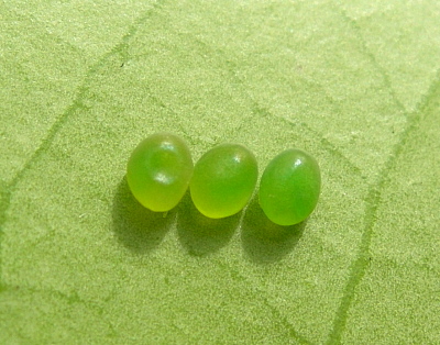 Egg of Marumba echephron, Japan. Photo: © Tony Pittaway.