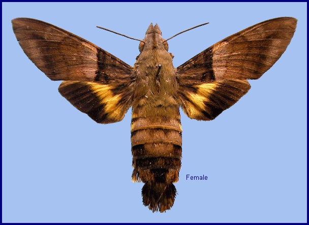 Female Macroglossum faro faro. Photo: © NHMUK