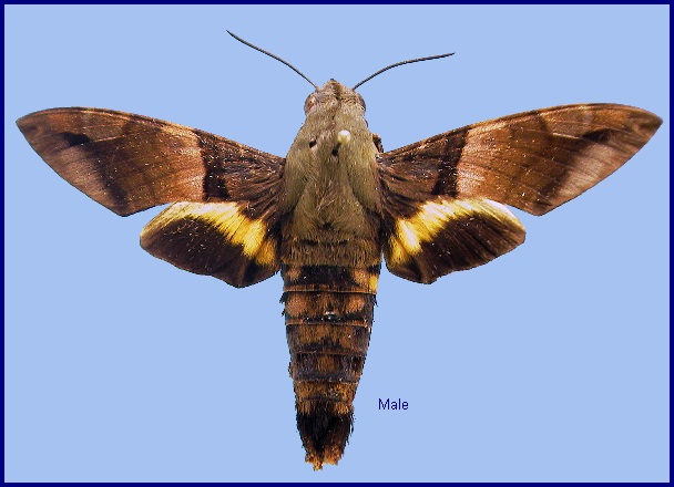 Male Macroglossum faro faro. Photo: © NHMUK