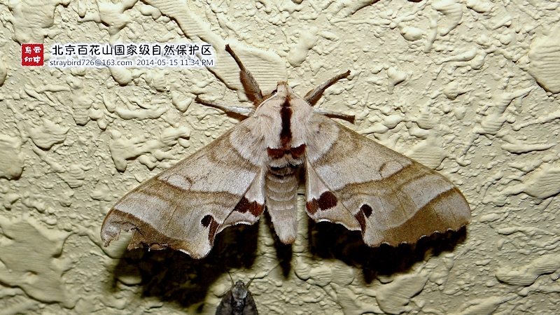 Male Marumba fenzelii fenzelii, Baihua Shan Nature Reserve, Beijing, China, 15.v.2014. Photo: © Yang Nan.