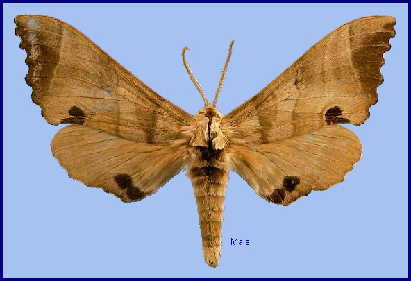 Male Marumba fenzelii fenzelii. Photo: © NHMUK