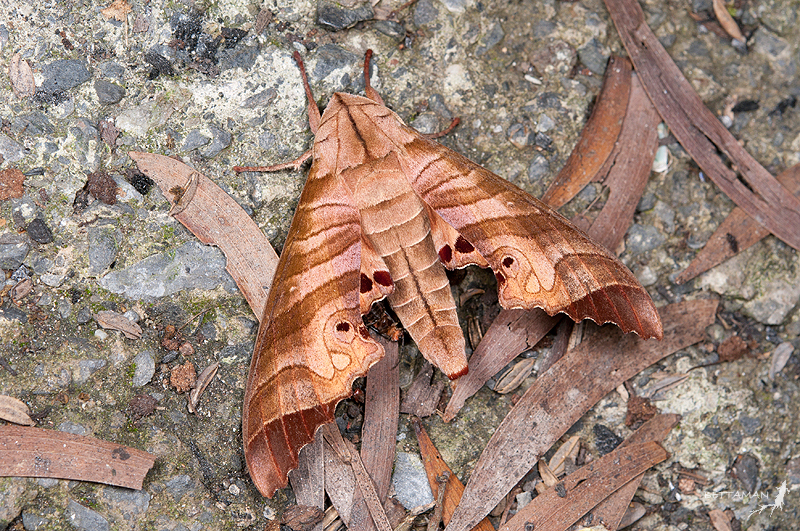 Adult Marumba saishiuana formosana, Dongpu (1200m), Nantou Hsien, Taiwan. Photo: © Shipher Wu.