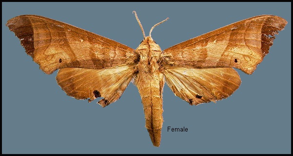 Female Marumba saishiuana formosana. Photo: © NHMUK