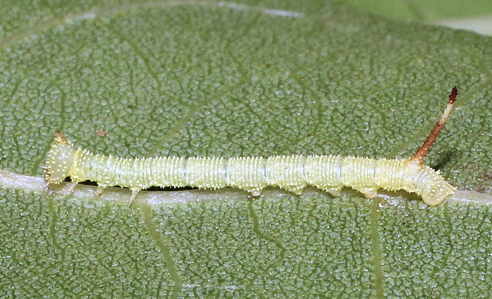 Second-instar larva of Marumba saishiuana formosana, Taiwan. Photo: © Stefan Wils.