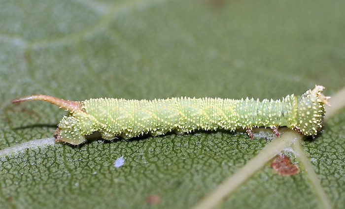 Third-instar larva of Marumba saishiuana formosana, Taiwan. Photo: © Stefan Wils.