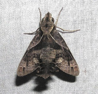 Resting Macroglossum fritzei, Japan. Photo: © Masamichi Furukawa.