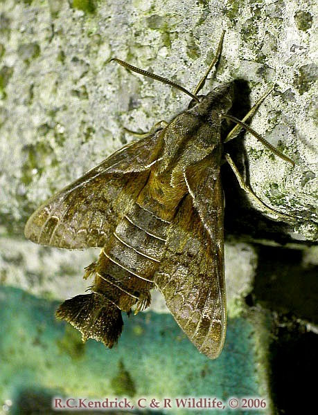 Resting Macroglossum fritzei, Hong Kong. Photo: © Roger Kendrick.