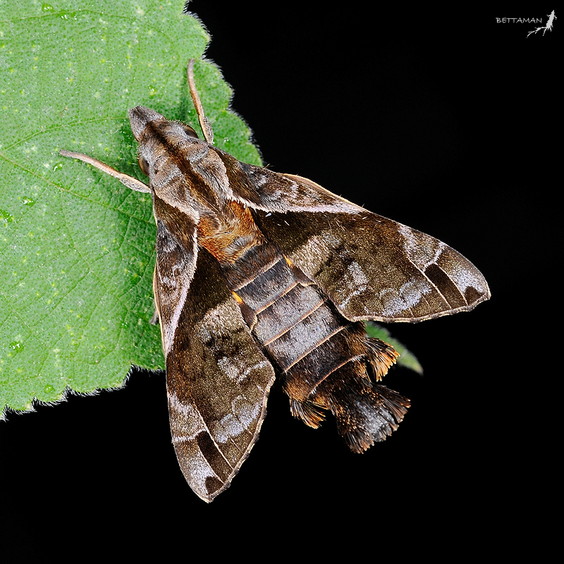 Resting Macroglossum fritzei, Neihu, Taipei City, Taiwan. Photo: © Shipher Wu.