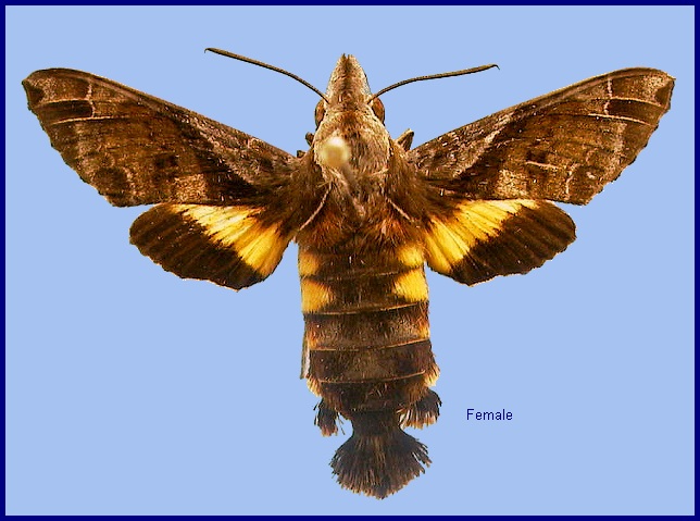 Female Macroglossum fritzei. Photo: © NHMUK