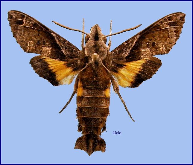 Male Macroglossum fritzei. Photo: © NHMUK