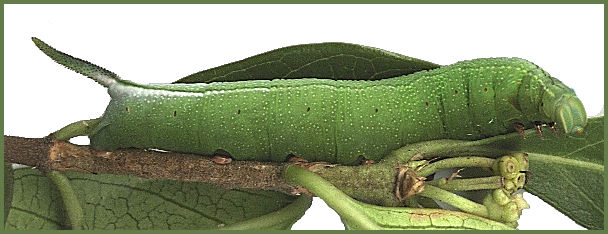 Full-grown green form larva of Macroglossum fritzei, Hong Kong, China. Photo: © David Mohn.