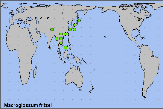 Global distribution of Macroglossum fritzei. Map: © NHMUK.
