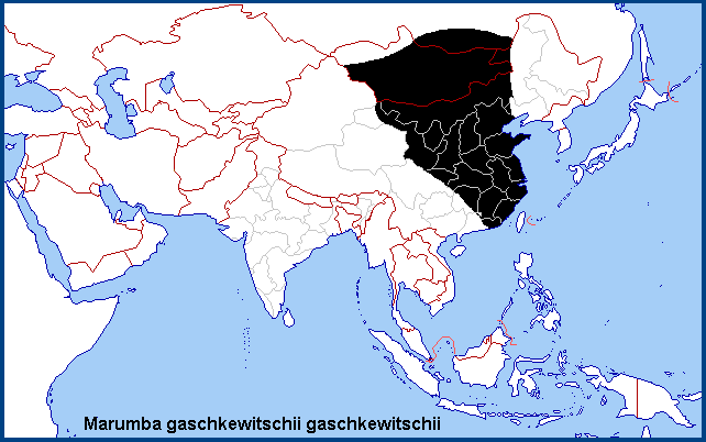 Global distribution of Marumba gaschkewitschii gaschkewitschii. Map: © NHMUK.