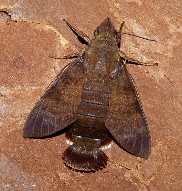 Adult Macroglossum glaucoptera, Pattaya, Chonburi, Thailand, 18.vii.2022 . Photo: © Lenny Worthington.