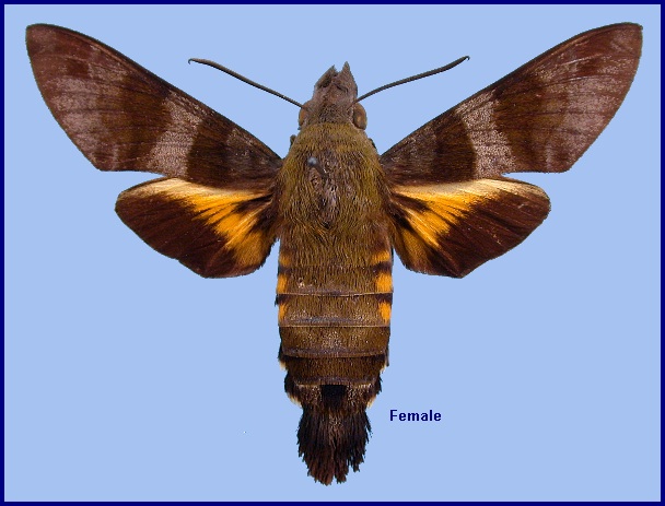 Female Macroglossum glaucoptera. Photo: © NHMUK