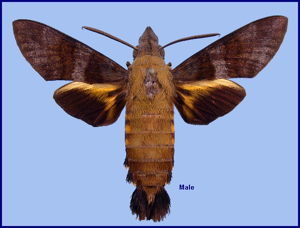 Male Macroglossum glaucoptera. Photo: © NHMUK