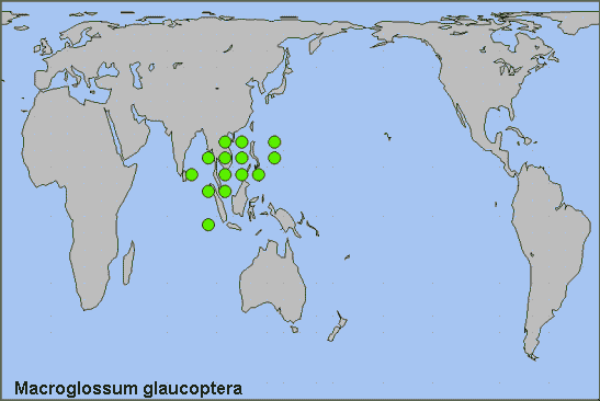 Global distribution of Macroglossum glaucoptera. Map: © NHMUK.