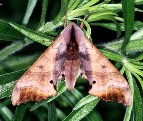 Male Marumba gaschkewitschii gressitti, Taiwan. Photo: © Felix Lin.