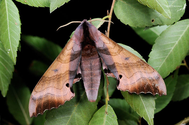 Male Marumba gaschkewitschii gressitti, Renluen (1400m), Nantou Hsien, Taiwan. Photo: © Shipher Wu.