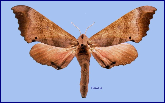 Female Marumba gaschkewitschii gressitti. Photo: © NHMUK