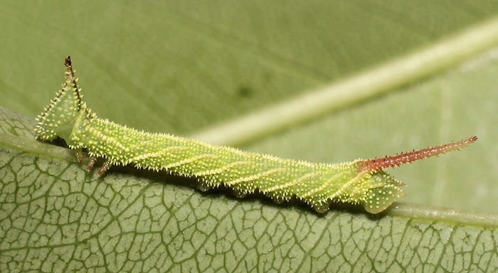 Second-instar larva of Marumba gaschkewitschii gressitti, Taiwan. Photo: © Stefan Wils.