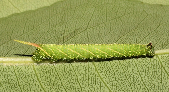 Third-instar larva of Marumba gaschkewitschii gressitti, Taiwan. Photo: © Stefan Wils.