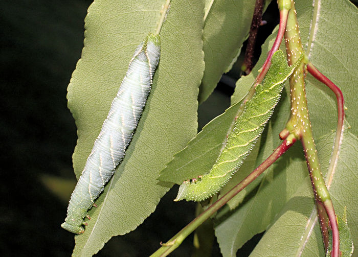 Fourth- (green) and fifth- (grey) instar larva of Marumba gaschkewitschii gressitti, Taiwan. Photo: © Stefan Wils.