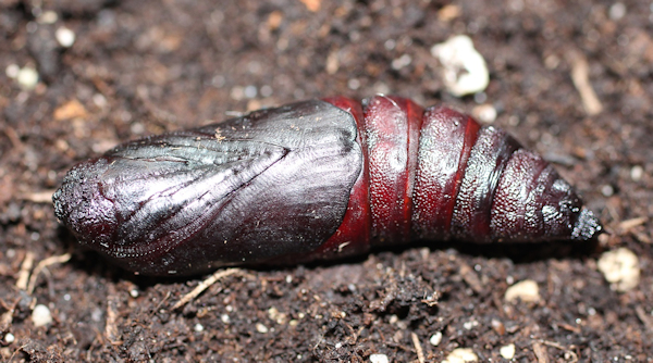 Pupa of Marumba gaschkewitschii gressitti, Taiwan. Photo: © Stefan Wils.