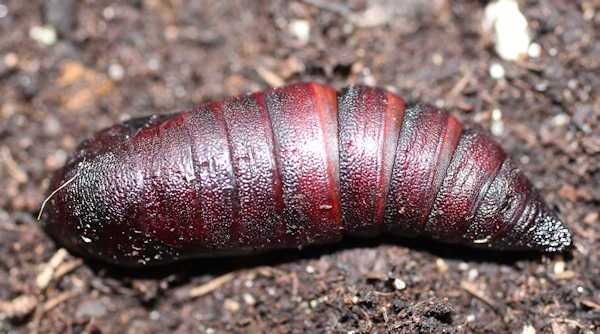 Pupa of Marumba gaschkewitschii gressitti, Taiwan. Photo: © Stefan Wils.