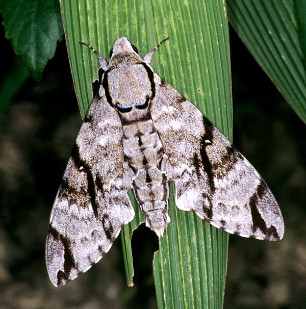 Adult Notonagemia analis, Taiwan. Photo: © Felix Lin.