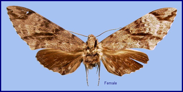 Female Notonagemia analis, Taiwan. Photo: © NHMUK