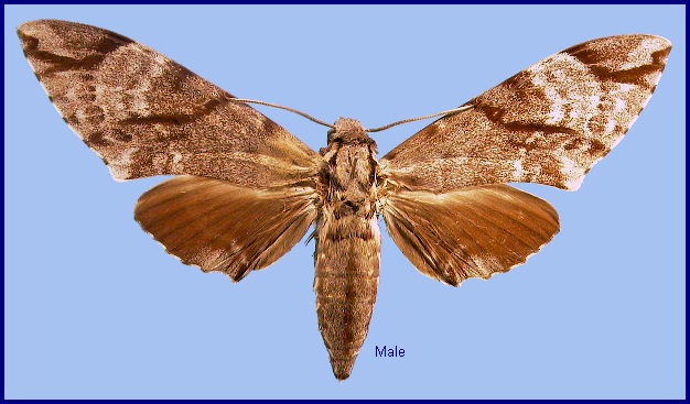 Male Notonagemia analis, Taiwan. Photo: © NHMUK