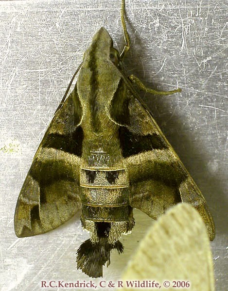 Adult Macroglossum divergens heliophila, Hong Kong. Photo: © Roger Kendrick