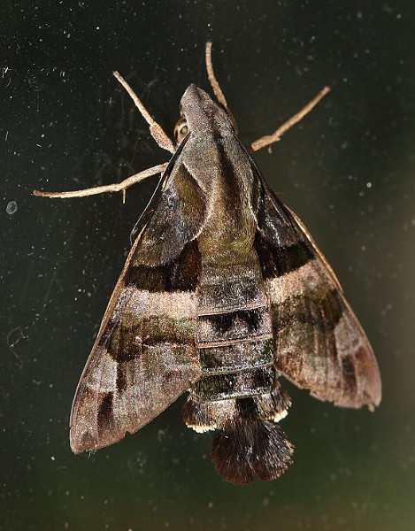 Adult Macroglossum divergens heliophila, Taiwan. Photo: © Henry Tzuoo.