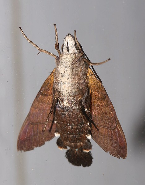 Adult Macroglossum divergens heliophila, Taiwan. Photo: © Henry Tzuoo.