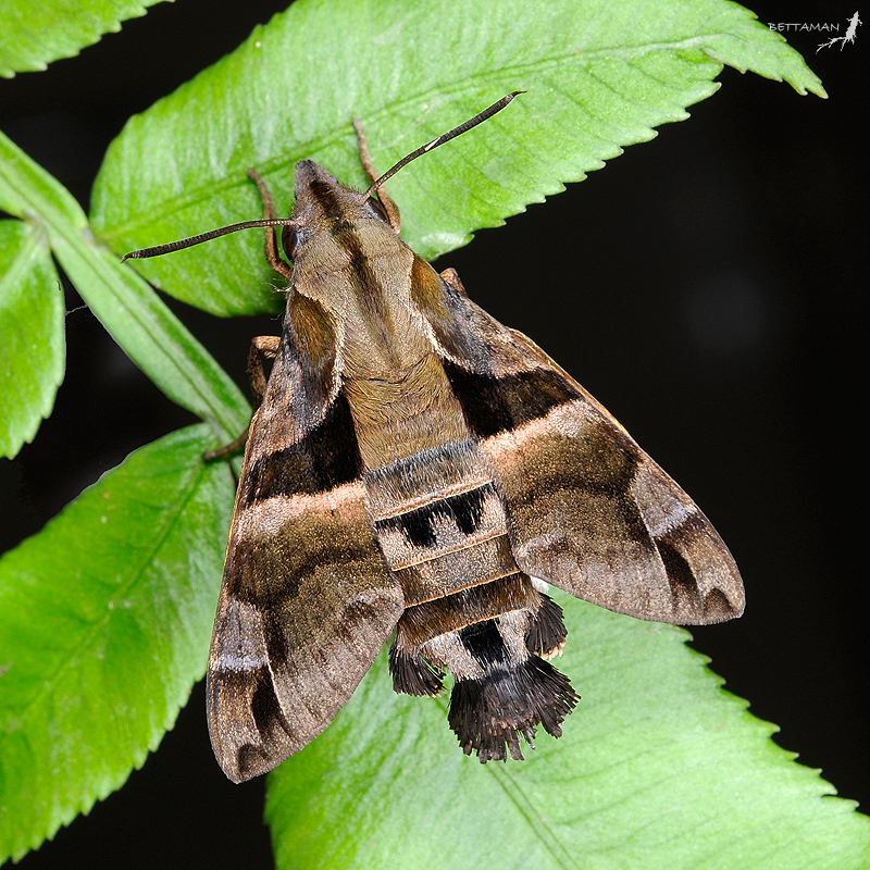 Female Macroglossum divergens heliophila, Neihu, Taipei, Taiwan. Photo: © Shipher Wu.