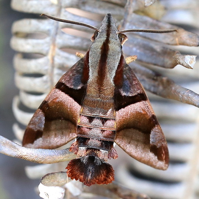 Male Macroglossum divergens heliophila, Ko Phangan, Surat Thani, Thailand, 24.iii.2013. Photo: © Antonio Giudici.