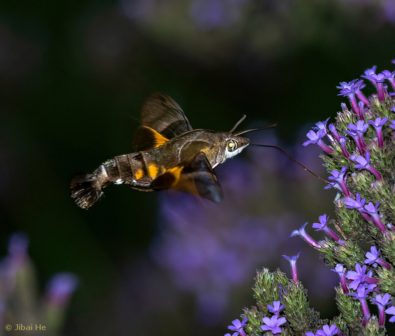 Macroglossum divergens heliophila, Nanji Islands National Nature Reserve, Wenzhou, Zhejiang, China, 30.vii.2023. Photo: © He JiBai.