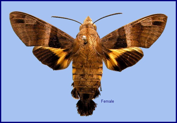 Female Macroglossum divergens heliophila. Photo: © NHMUK