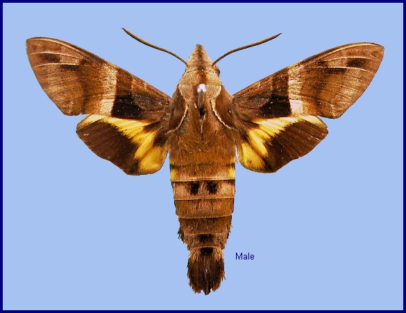 Male Macroglossum divergens heliophila. Photo: © NHMUK