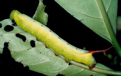 Full-grown green form larva of Macroglossum divergens heliophila on Psychotria rubra, Hong Kong, China. Photo: © Kent H. K. Li.